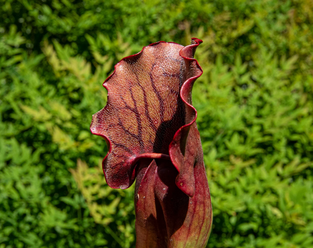 Sarracenia Purpurea (Smallpox Plant)