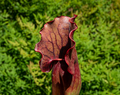 Sarracenia Purpurea (purple pitcher/smallpox plant)