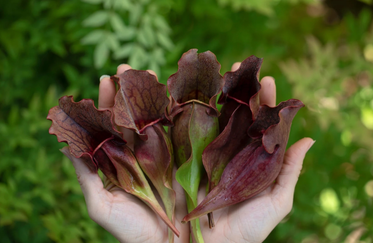 Sarracenia Purpurea (purple pitcher/smallpox plant)
